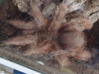 Sklípkan Nhandu tripepii