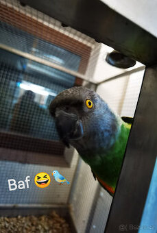 Papoušek senegalský samec KOUPÍM - 1