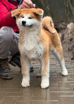 Akita Inu s průkazem původu - červený pejsek