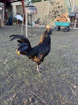 Kohout AYAM CEMANI se