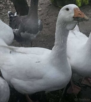 husy cholgomor x landenská