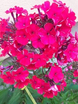 TRVALKY, SKALNIČKY A OKRASNÉ TRÁVY - 40 DRUHŮ