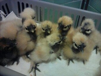 hedvabnička holokrká -bílá