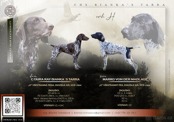 Štěně německý krátkosrstý ohař