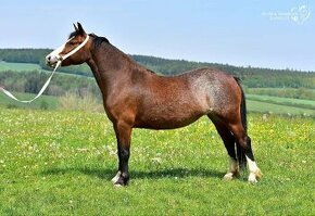 Klisna welsh pony of cob type