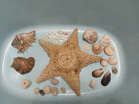 Mořské hvězdice, lastury, mušle, kamínky, dekorace