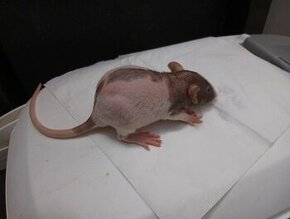 Potkan fuzz - bezsrstý