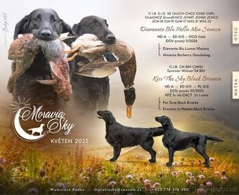 Flat Coated Retriever - štěňátka s PP