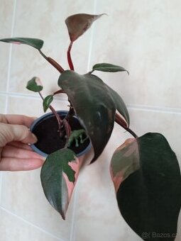 PHILODENDRON RŮŽOVÁ PRINCEZNA - 1