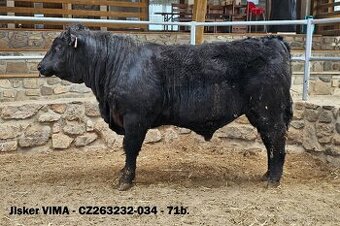 Plemenní býci Aberdeen Angus - II.turnus 2025