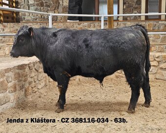Plemenní býci Aberdeen Angus - II.turnus 2025 - 1