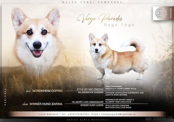 Welsh Corgi Pembroke - pes ke krytí