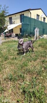 American Bully Pocket- Standart