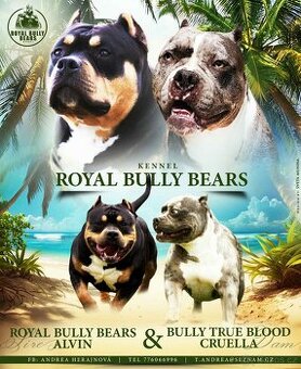 American Bully Pocket- Standart