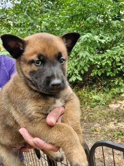 Štěňata belgický ovčák malinois