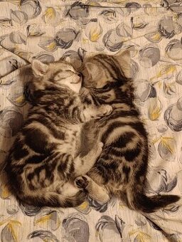 Britská koťata Whiskas