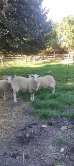 Letošní jehničky a beránci