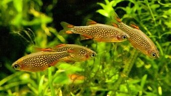 Dánio perlové - galaxka