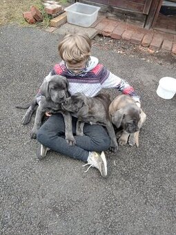 🌟 Štěňátka Cane Corso hledají nové domovy 🌟