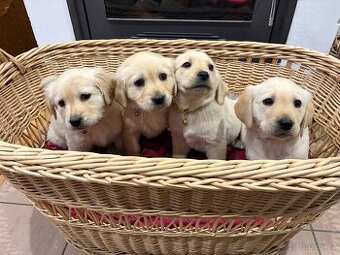 Labradorský retriever bez PP