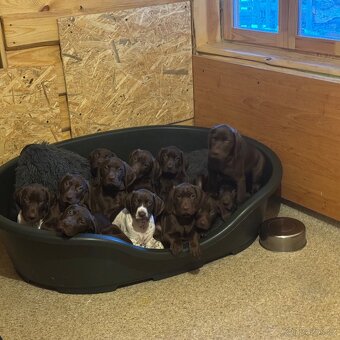 Německý krátkosrstý ohař