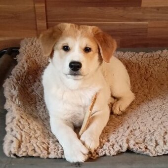 Kanaánský pes štěně s PP