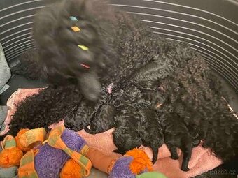 Pudl střední černý