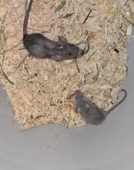 Barevné myšky samice