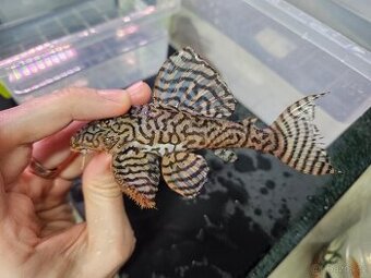 L 236 Super Yellow - chovné páry