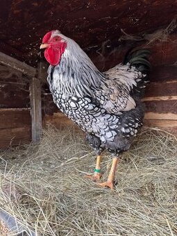 Wyandotka stříbrná černě lemovaná - kohout