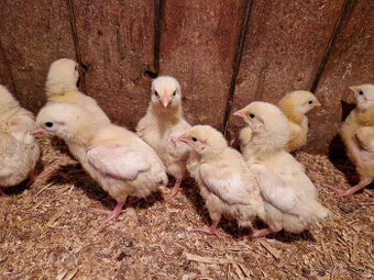 Brojlerová kuřata ROSS