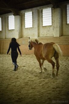 Hafling kobyla 15 let