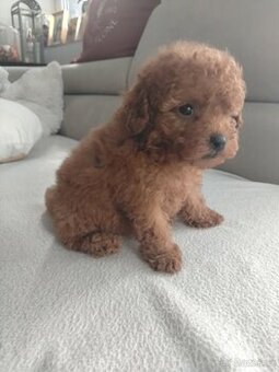 Pudlik