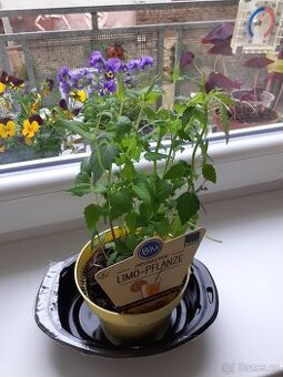 Sazenice "limonádové byliny" Agastache mexické