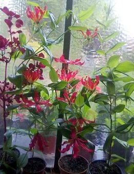 Gloriosa Rothschildiana - 1