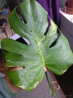 Monstera green on green