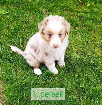 Australský ovčák bez PP
