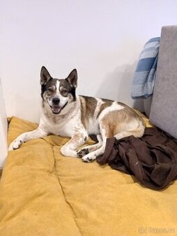 Husky X australský honacky