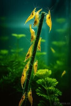 Neocaridina Yellow Neon Stripe