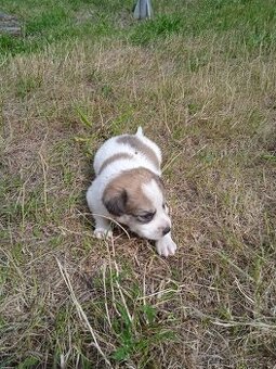 Jack Russell