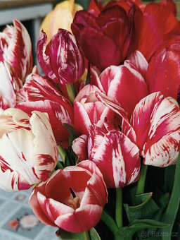Cibulky tulipánů - směs barev - - viz text a foto
