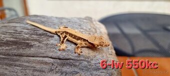 Pagekon řasnatý