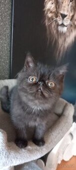 Perská a exotická kotatka