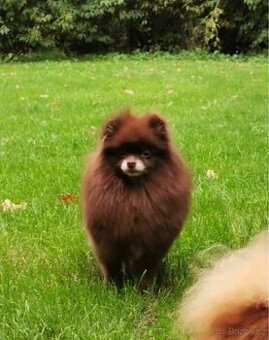 Pomeranian