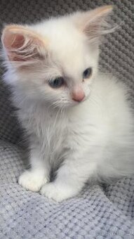 Sibiřská kočka - koťata 🐈