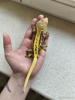 Pagekon řasnatý 1.0 LW