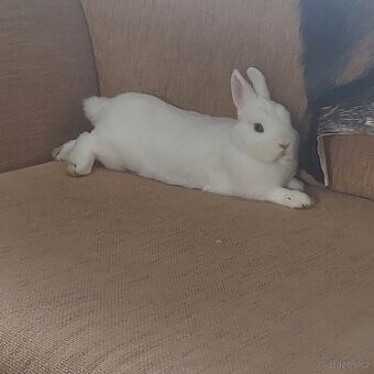 Králík Hermelín modrooký (Hem)