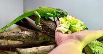 Leguán zelený- Iguana Iguana - 1