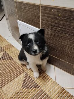 Štěňata Kříženců Německý špic x bordel kolie