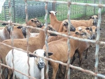 Kamerunské ovce - stádo